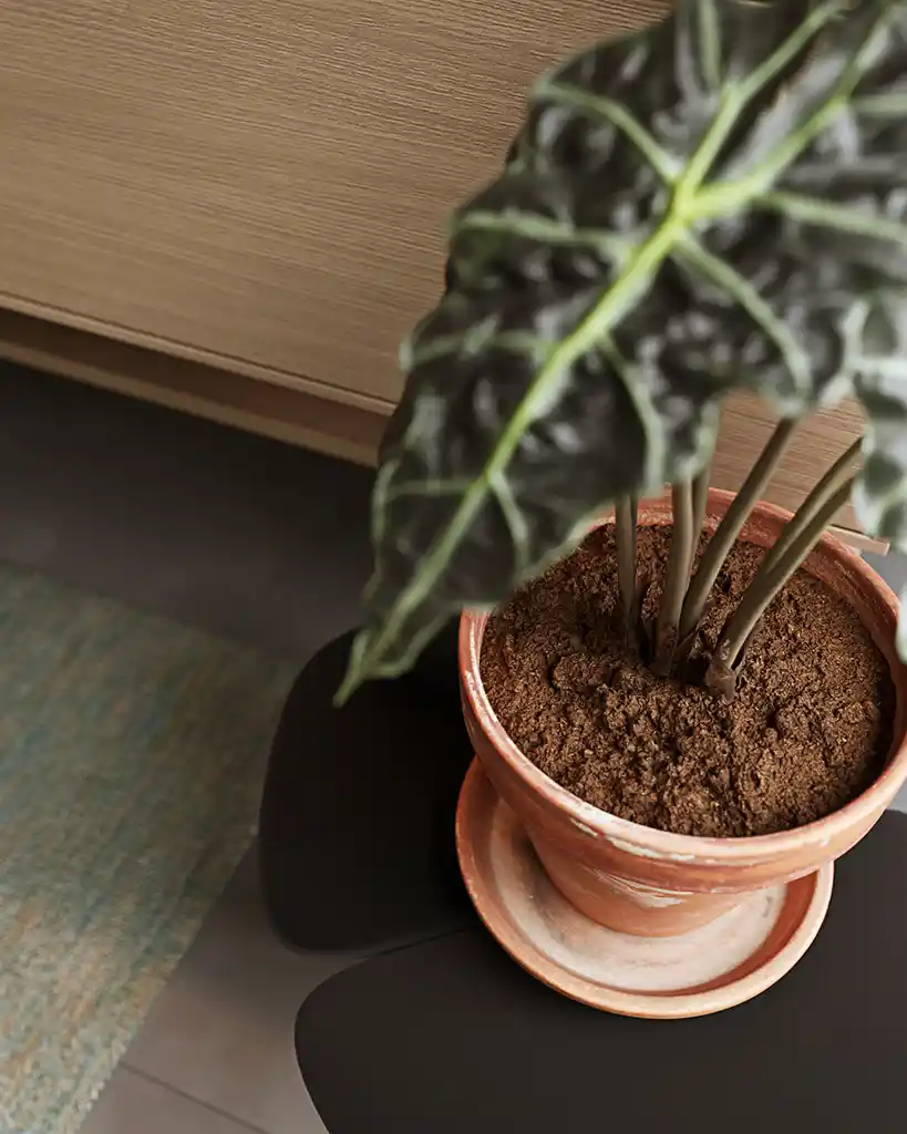 3.ASV_MAsterclass_plant